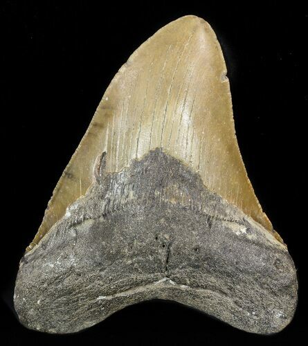 Bargain, Megalodon Tooth - North Carolina #48295
